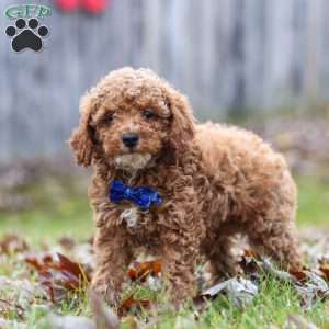 Rambo, Miniature Poodle Puppy